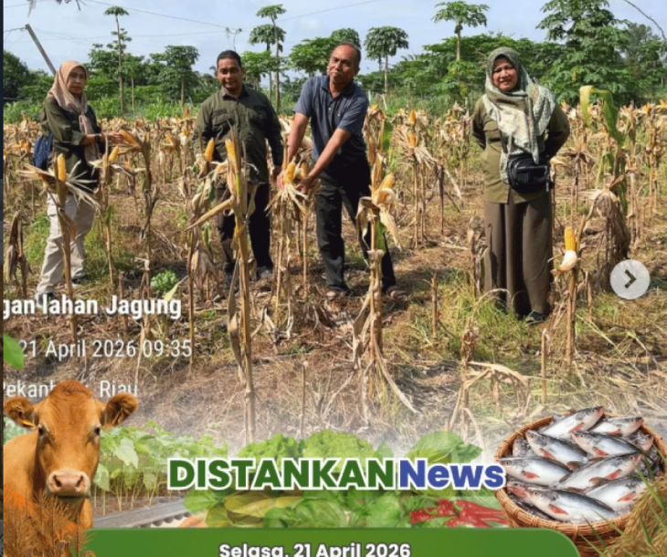 Monitoring Tanaman Jagung Pipil Poktan Prima Jaya