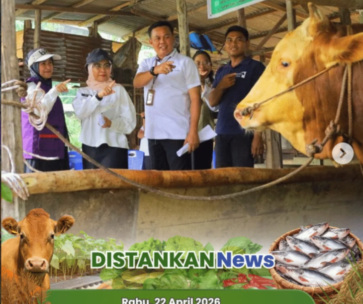 Sapi Kurban Presiden untuk Kota Pekanbaru!