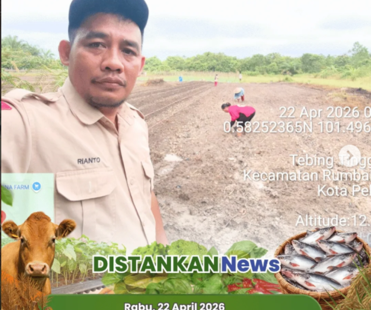 Penanaman Jagung Pipil Poktan Sejahtera