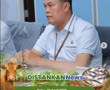 Monitoring Tanaman Jagung Pipil Poktan Prima Jaya