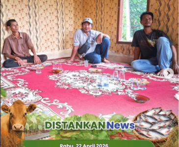 Penanaman Jagung Pipil Poktan Sejahtera