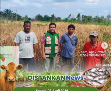 Persiapan Lahan Tanam Kacang Tanah di Poktan Aur Kuning