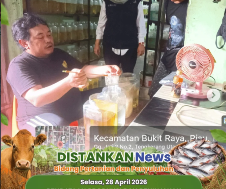 Pendataan Produksi & Peninjauan Ikan Cupang Siap Ekspor