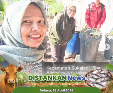 Pendataan Produksi & Peninjauan Ikan Cupang Siap Ekspor