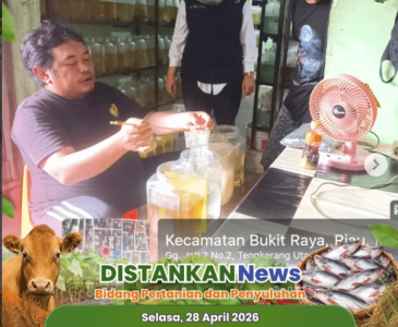 Panen Jagung Pipil: Sinergi CSR SWS Bersama Petani dan Aparat