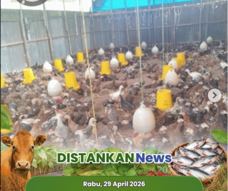 Pendampingan Ternak Ayam KUB di Kelurahan Sri Meranti