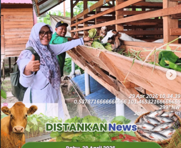 Pendampingan LTT Padi di Kelurahan Tanjung Rhu