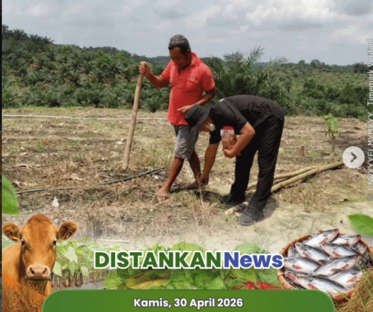 Kegiatan penanaman jagung oleh kelompok tani