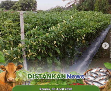 Monitoring tanaman padi di Kelurahan Pebatuan