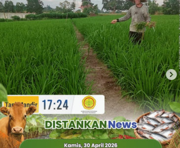 Monitoring bareng Poktan Jadi Rejo