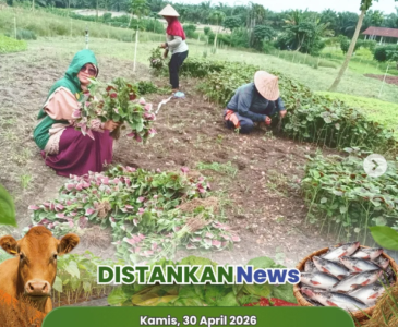 Kandang Aktif, Hasil Produktif: Kambing Berkembang, Sapi Siap Idul Adha!