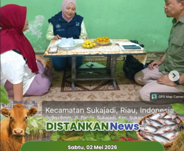 Cek Lapangan Peternak Puyuh di Pematang Kapau!
