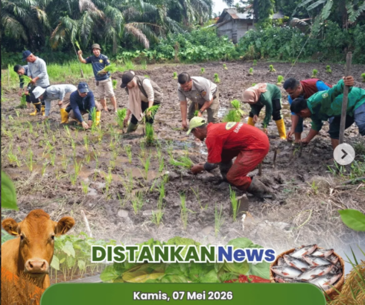 Kegiatan tanam padi varietas unggul Inpago di Poktan Harum Sari Jaya