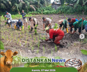 Penanaman di Kebun PKK Kota Pekanbaru yang berlokasi di Kelurahan Delima