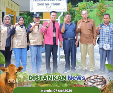 Kegiatan tanam padi varietas unggul Inpago di Poktan Harum Sari Jaya