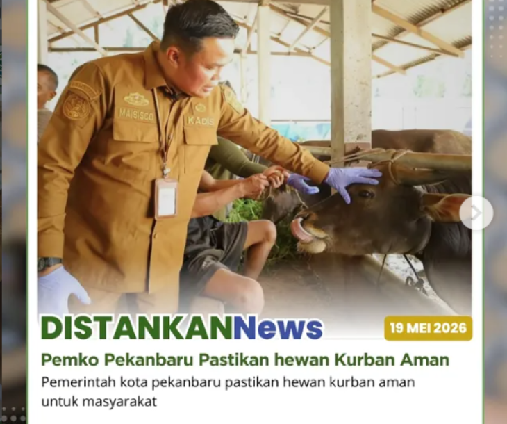 Pastikan Hewan Kurban Sehat, Dinas Pertanian & Perikanan Pekanbaru Turun Langsung ke Kandang Peternak