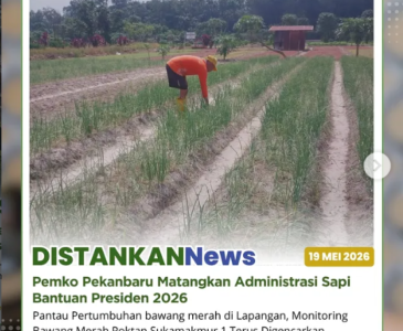 Pastikan Hewan Kurban Sehat, Dinas Pertanian & Perikanan Pekanbaru Turun Langsung ke Kandang Peternak