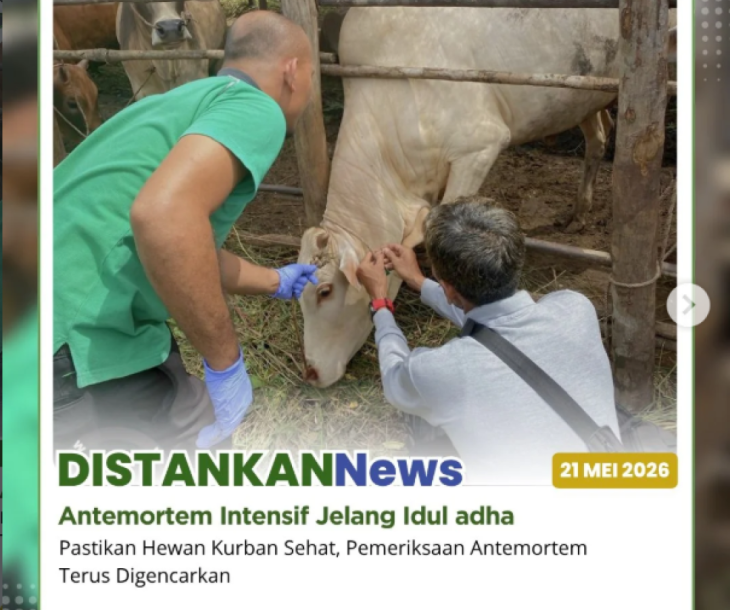 Pemeriksaan antemortem hewan kurban di wilayah Kecamatan Marpoyan Damai