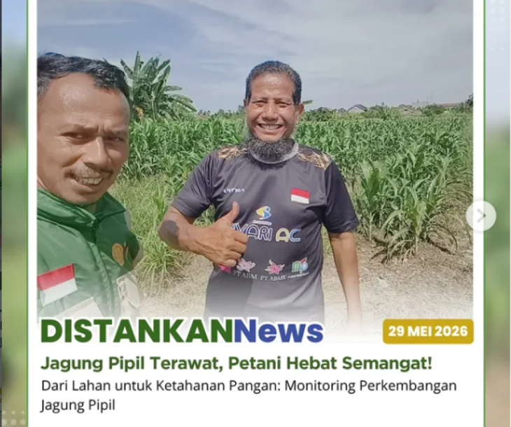 Monitoring jagung pipil