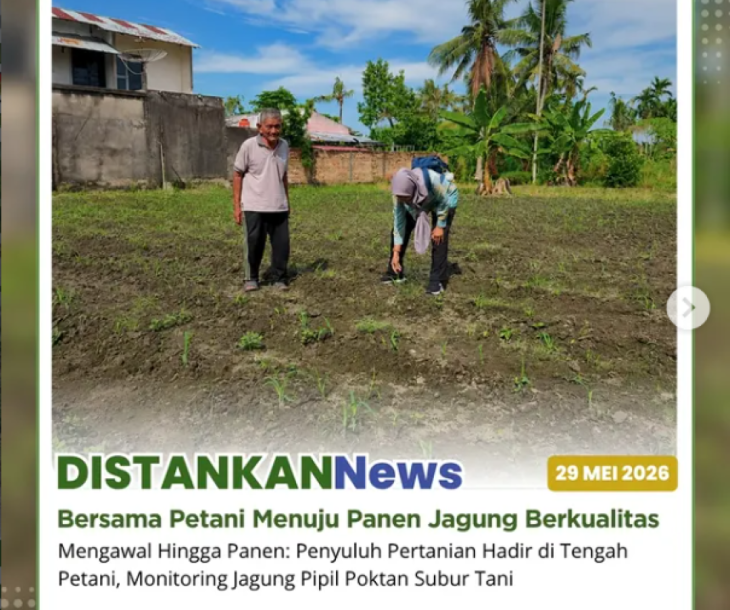 Monitoring Jagung Pipil Poktan Subur Tani