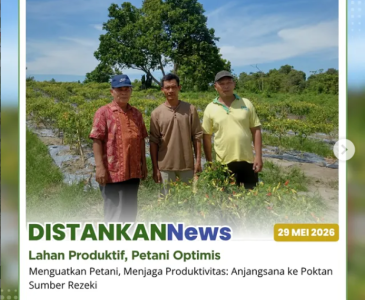 Monitoring jagung pipil