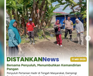 Panen Jagung di Kelurahan Delima