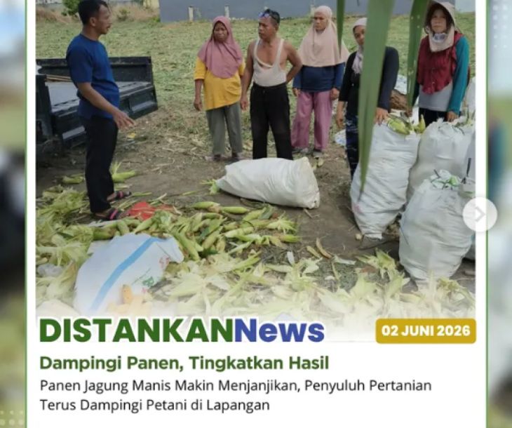 Panen Jagung di Kelurahan Delima