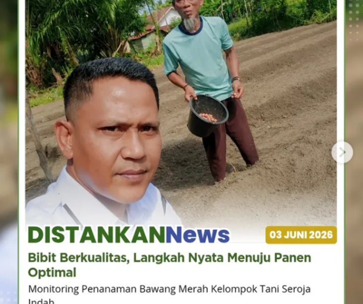 Penanaman Bawang Merah Di lahan Kelompok Tani Seroja Indah