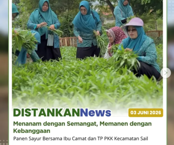 Panen Sayur Bersama Ibu Camat dan TP PKK Kecamatan Sail