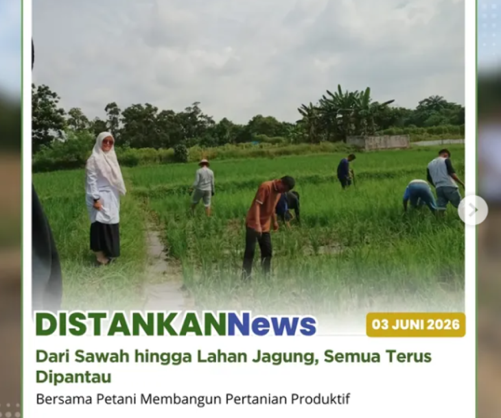 Monitoring Hamparan Padi dan Jagung Di Poktan Marpoyan Indah