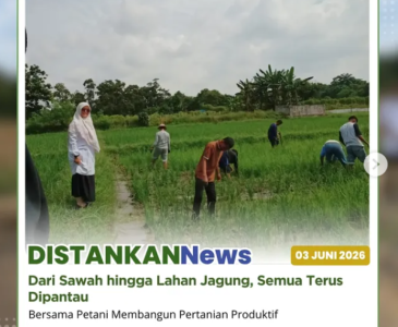 Panen Sayur Bersama Ibu Camat dan TP PKK Kecamatan Sail