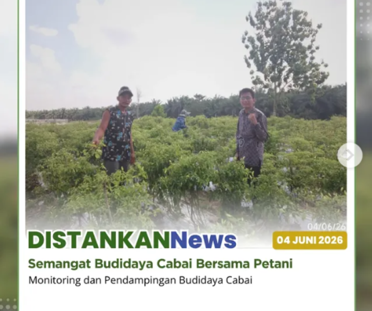 Ribuan batang cabai yang tumbuh dan berproduksi di lahan Kelompok Tani SantriTani Agrowisata