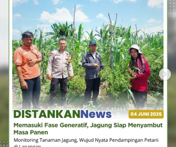 Tanaman jagung pipil di Kelompok Tani Amara Jaya kini tumbuh dengan sangat baik