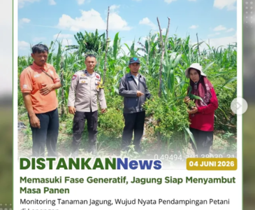 Ribuan batang cabai yang tumbuh dan berproduksi di lahan Kelompok Tani SantriTani Agrowisata