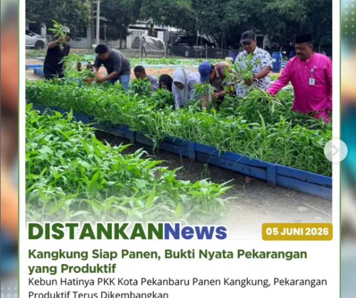 Panen kangkung Bersama Pokja III PKK Kota Pekanbaru