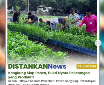 Tanaman jagung pipil di Kelompok Tani Amara Jaya kini tumbuh dengan sangat baik