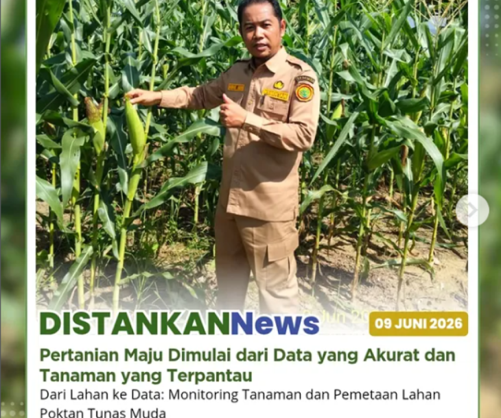 Meninjau Hamparan jagung manis Poktan Tunas Muda