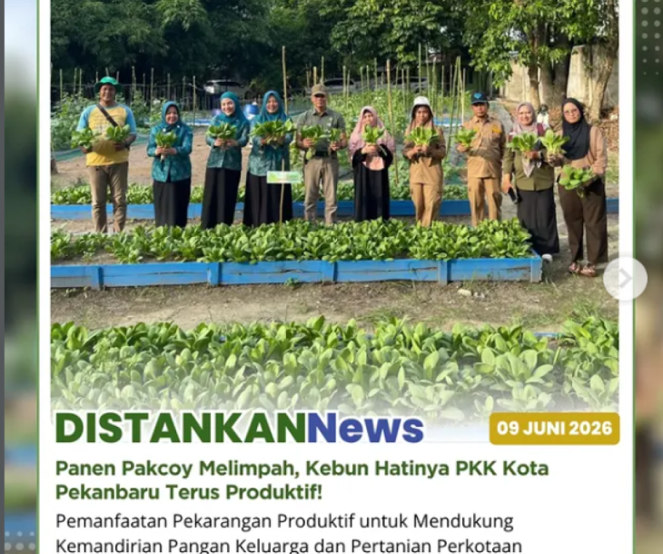Panen Sayur Pakcoy  di Kebun Hatinya PKK Kota Pekanbaru