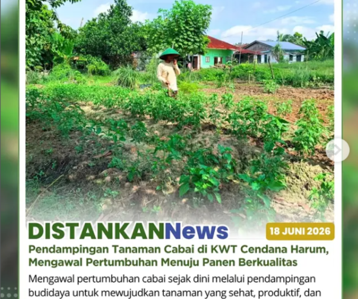 Pendampingan Tanaman Cabai di KWT Cendana Harum