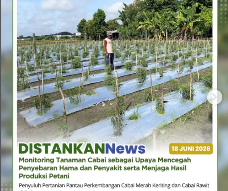 Monitoring tanaman cabai merah keriting dan cabai rawit