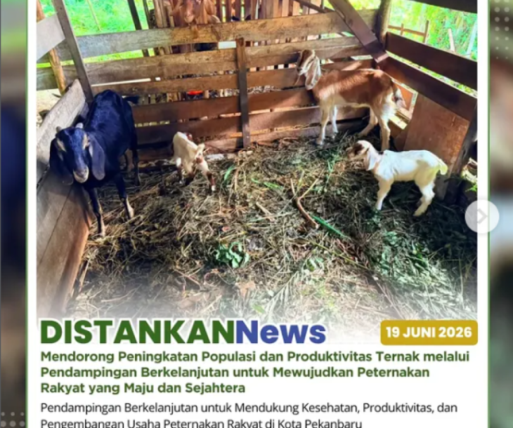 Pendampingan Peternak Poktan Aur Kuning