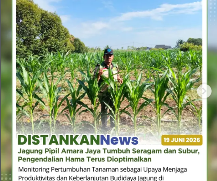 Pemantauan dan Pendampingan yang berkelanjutan Poktan Amara Jaya