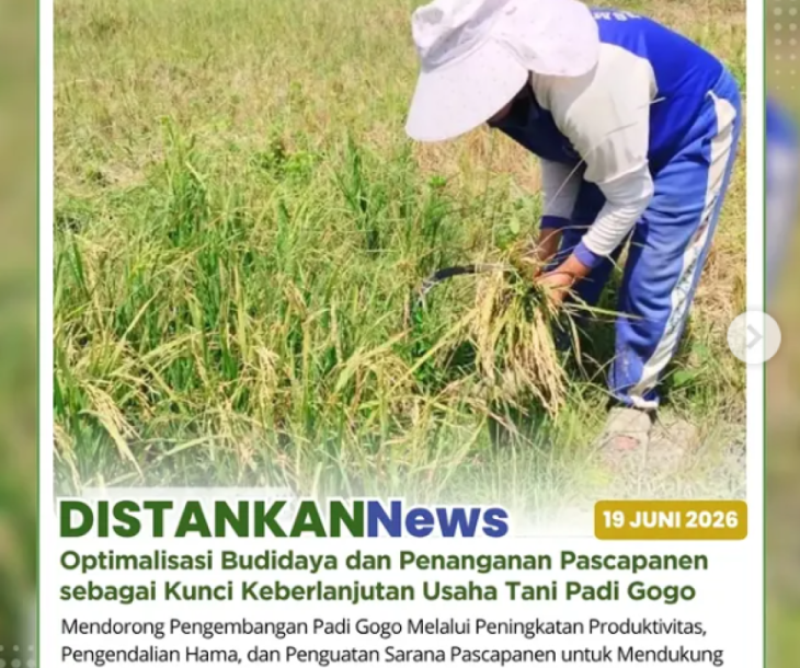 Mengoptimalkan Potensi Padi Gogo melalui Budidaya Berkelanjutan dan Dukungan Pascapanen