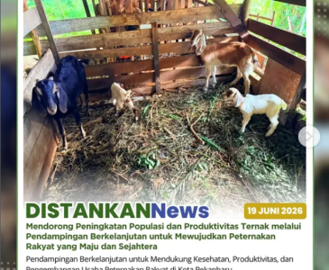Pemantauan dan Pendampingan yang berkelanjutan Poktan Amara Jaya