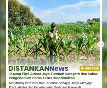 Mengoptimalkan Potensi Padi Gogo melalui Budidaya Berkelanjutan dan Dukungan Pascapanen
