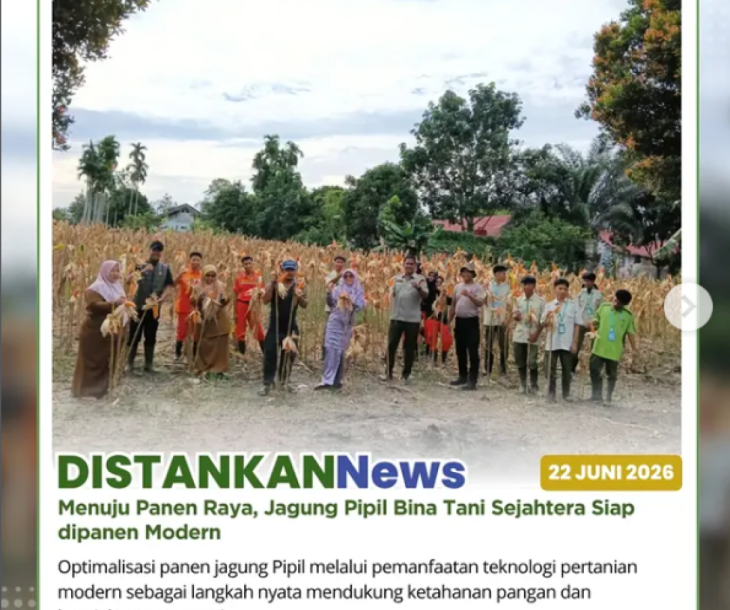 Menuju Panen Raya, Jagung Pipil Bina Tani Sejahtera Siap Dipanen Modern