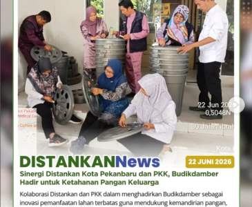 Menuju Panen Raya, Jagung Pipil Bina Tani Sejahtera Siap Dipanen Modern
