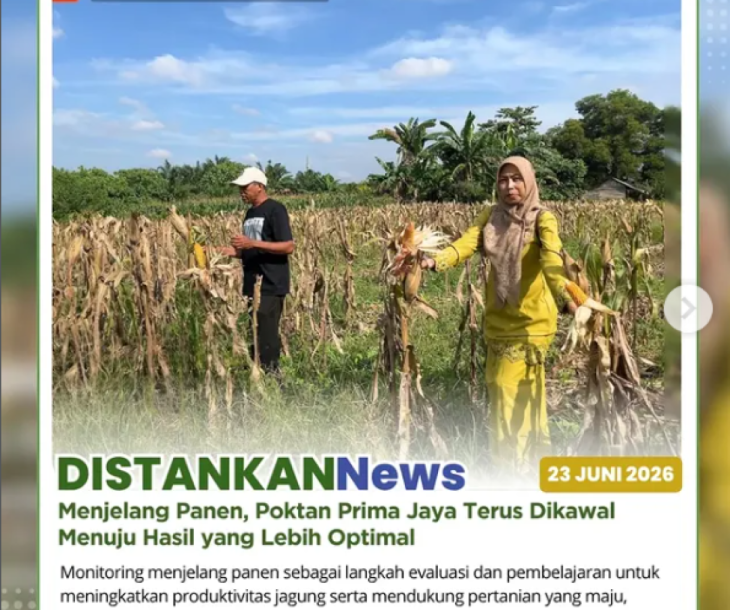 Anjangsana di lahan jagung pipil Poktan Prima Jaya