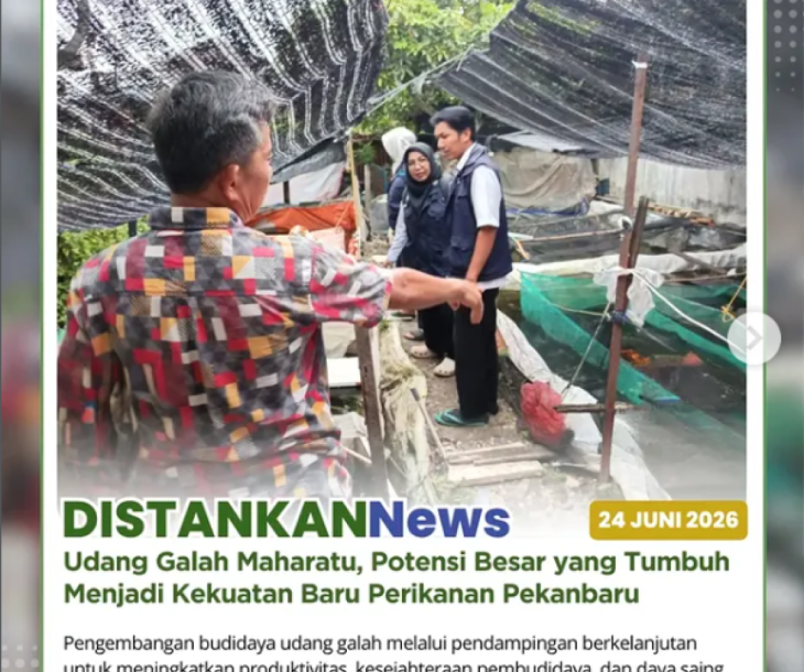 Budidaya udang galah di Kelurahan Maharatu