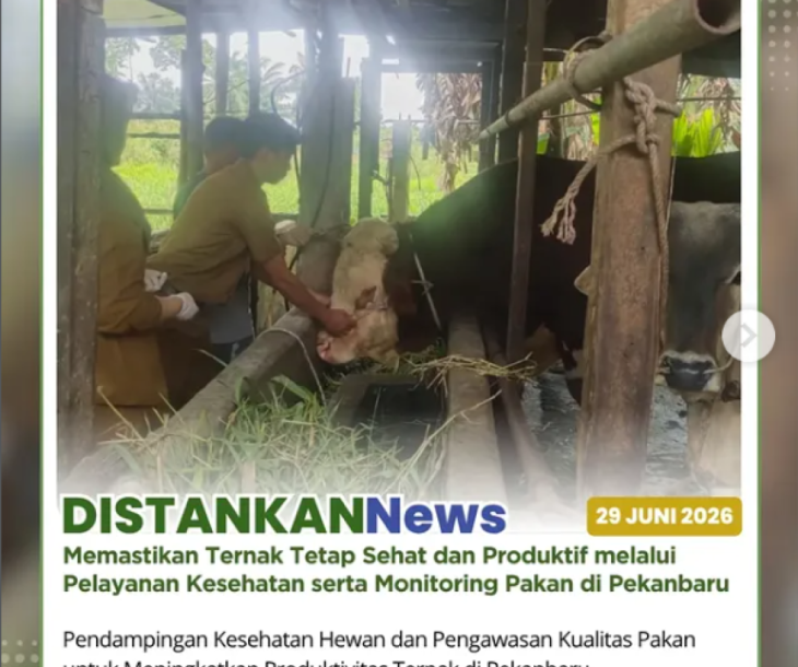 Petugas kesehatan hewan melaksanakan pelayanan kesehatan ternak sapi